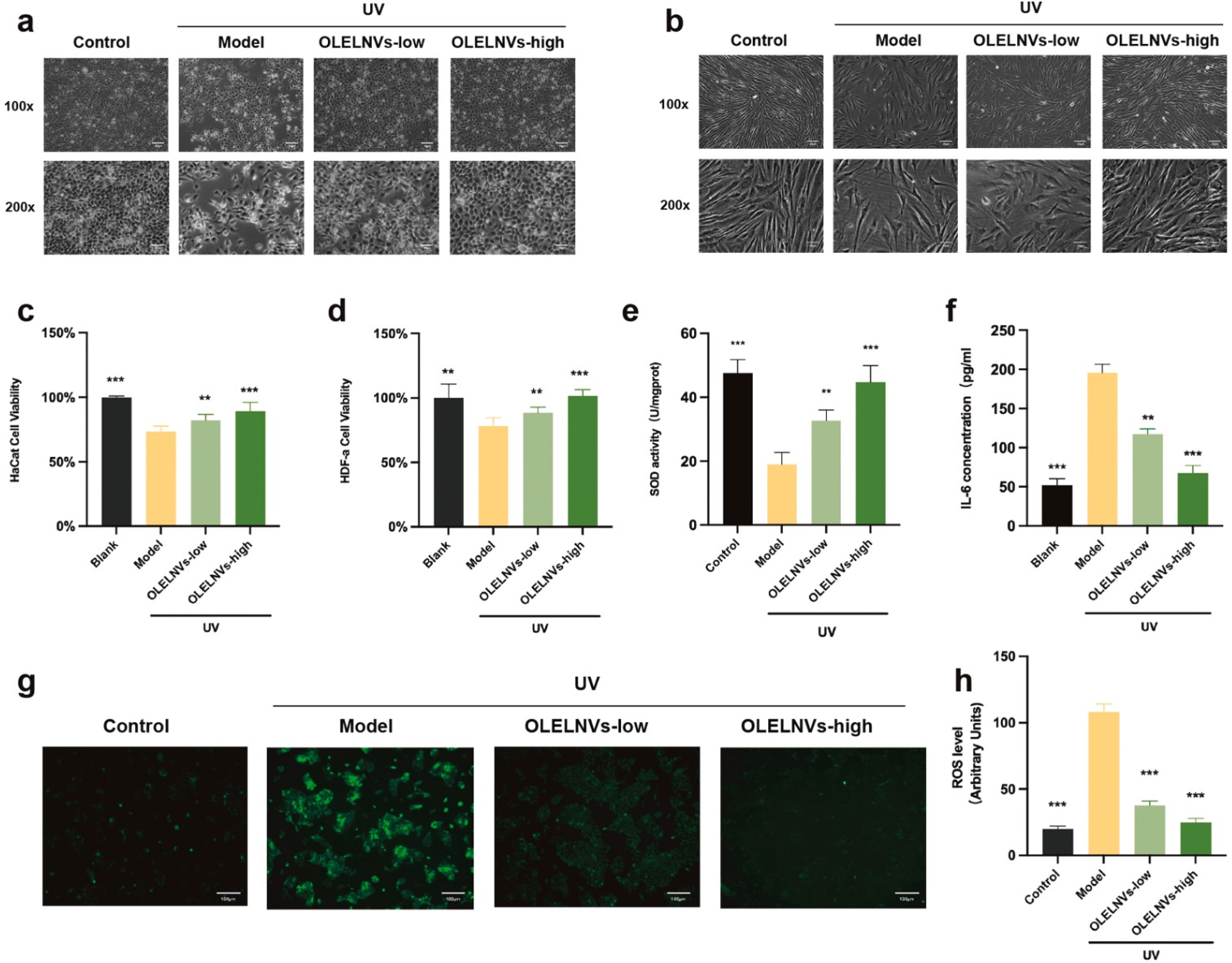 OLELNVs reduce UVB-induced damage by improving morphology, boosting proliferation, and lowering ROS and IL-6 in skin cells.